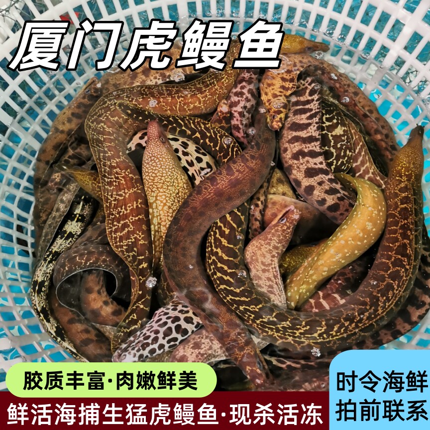 厦门鲜活虎鳗鱼一斤小虎鳗食用海鳗金钱鳗海鳗鱼石鳗鱼油锥鱼活冻