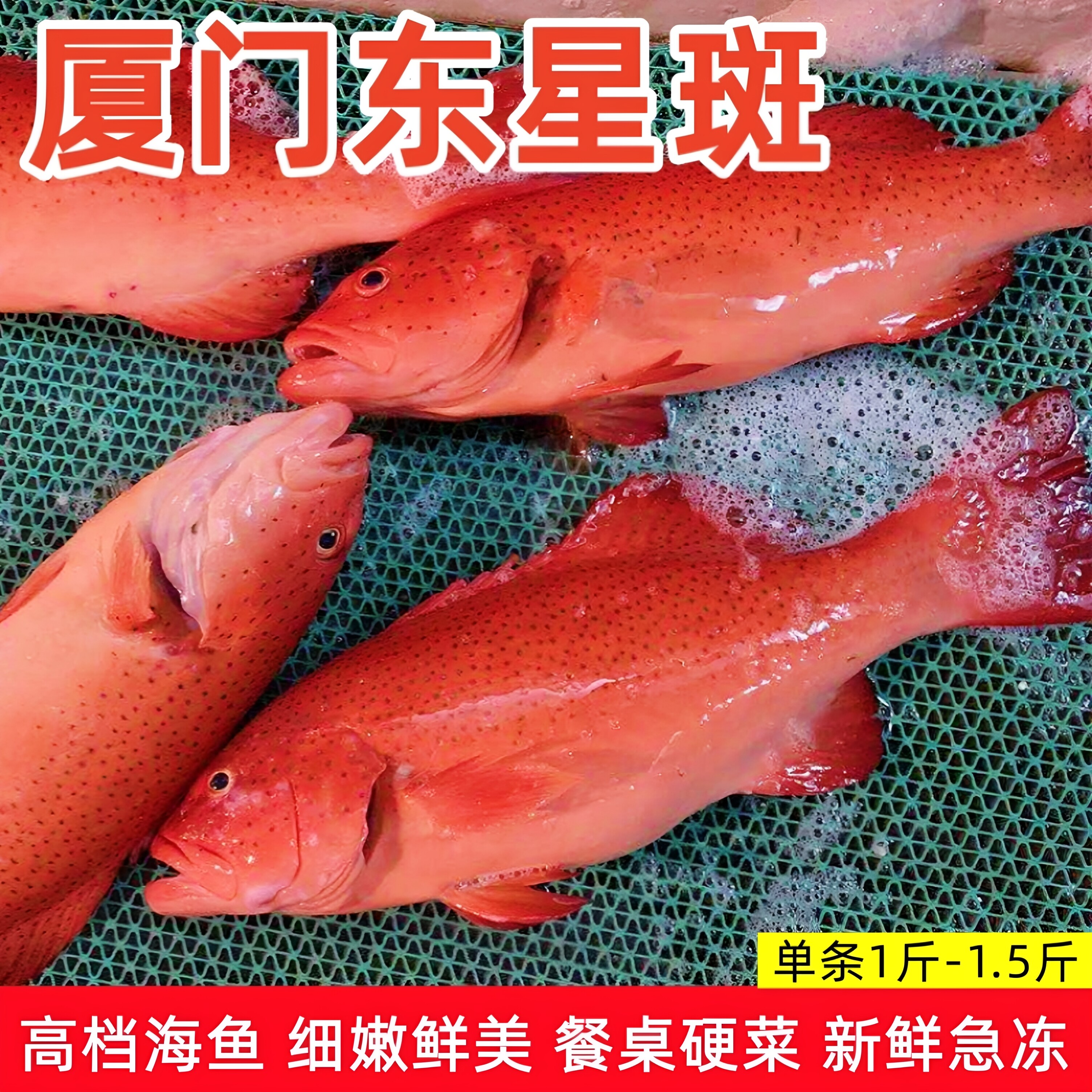 厦门海鲜东星斑高端海鱼清蒸海鲜图片