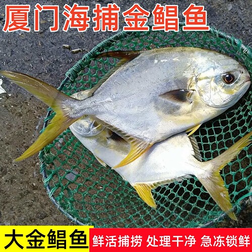 大金鲳鱼无小刺清蒸海鱼
