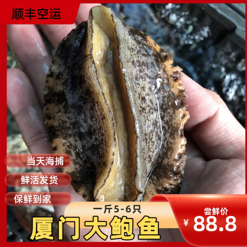 鲜活大鲍鱼一斤6头鲍新鲜大鲍鱼当天海捕鲍鱼活鲍鱼厦门海鲜水产