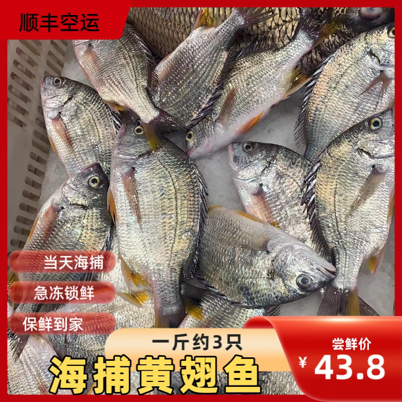 现捕黄翅鱼一斤厦门海鲜水产新鲜手钓黄赤鱼黄鳍鲷黄脚立鲜活活冻