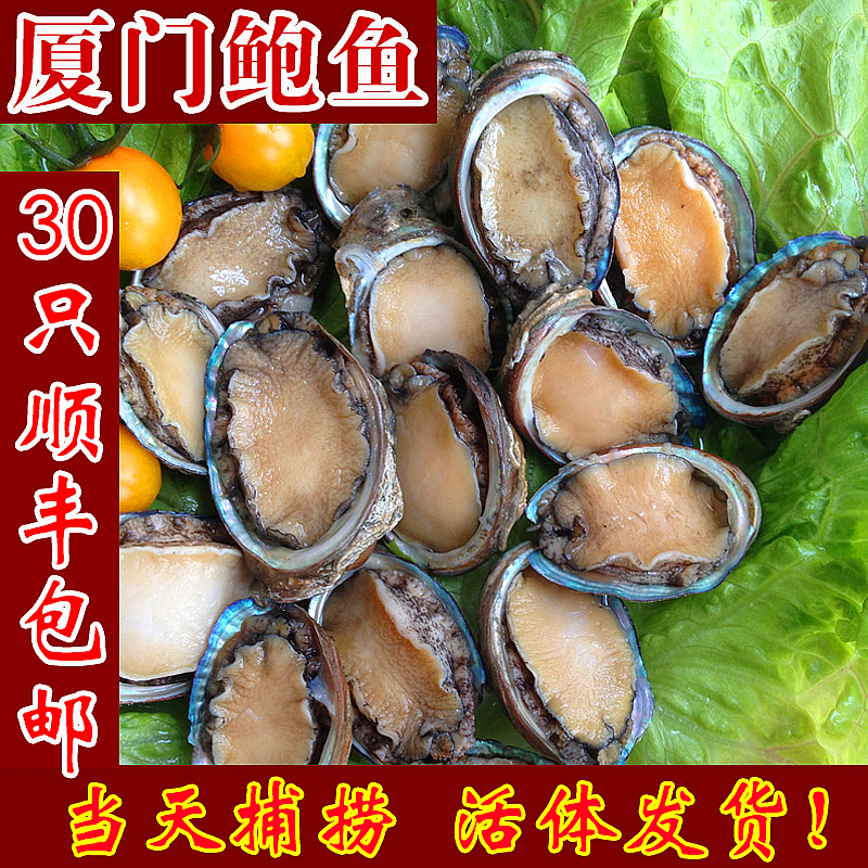 鲜活小鲍鱼20克一头新鲜鲍鱼 鲍鱼包邮鲍鱼海捕活鲍鱼厦门海鲜