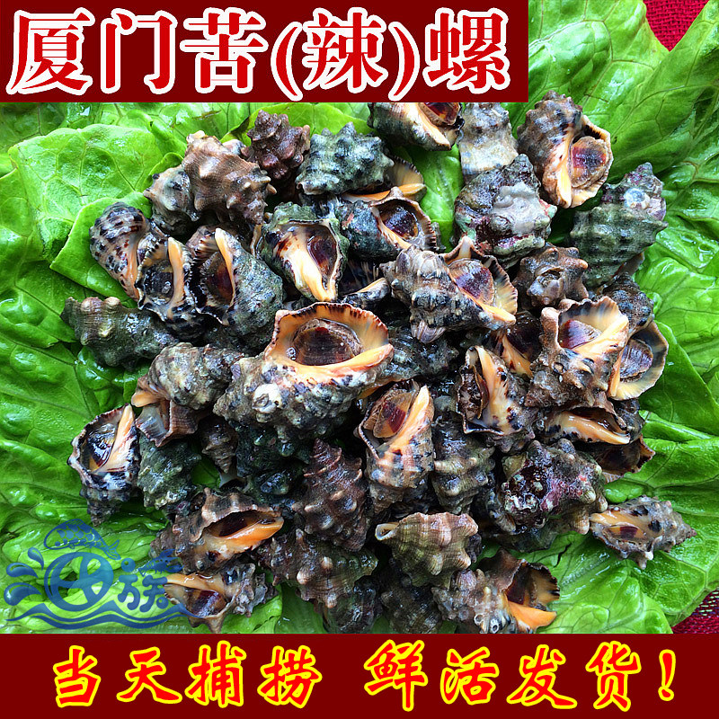 厦门海鲜苦螺一斤鲜活辣螺海螺新鲜海螺香螺海螺鲜活荔枝螺花螺
