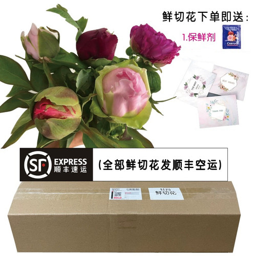 现货洛阳牡丹重瓣鲜花顺丰空运