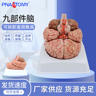 九部件脑干脑结构神经科大脑分区组装模型小脑可拆教学展示用具