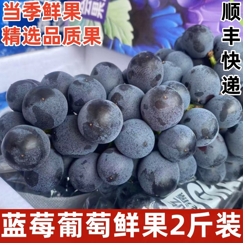 蓝莓葡萄新鲜水果当季新鲜现摘吐鲁番无籽葡萄黑提子顺丰快递