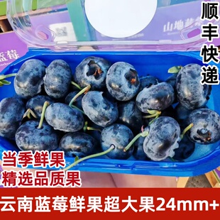 现货云南蓝莓王皇冠蓝莓蓝冠超大果蓝莓大蓝莓8盒装顺丰快递