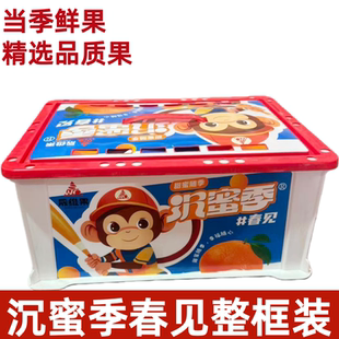 沉蜜季春见粑粑柑原箱礼盒当季新鲜水果丑八怪橘子甜嫩多汁