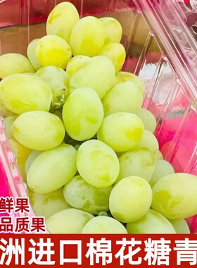 澳洲进口棉花糖青提无籽提当季时令新鲜水果提子1斤装顺丰快递