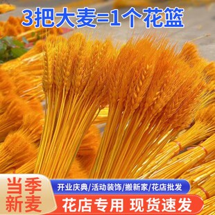 开业花蓝天然黄金麦穗干花花束客厅装饰礼品摆件插花整箱大麦