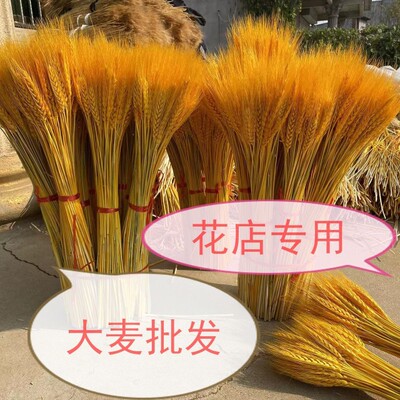 开业大麦花蓝天然黄金麦穗干花束装饰礼品摆件插花1万枝装整箱