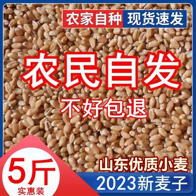 5斤优质小麦粒食用皮生发芽