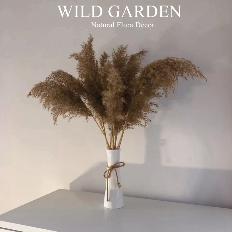 天然芦苇干花花束真厅摆设民宿装居家饰桌面摆件拍摄道具风干客花