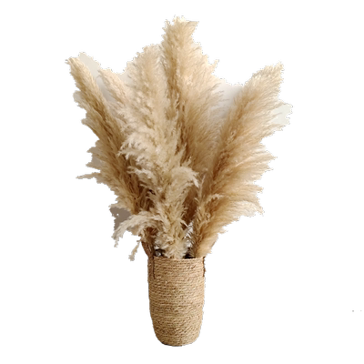 月洁奶油风大蒲苇干花