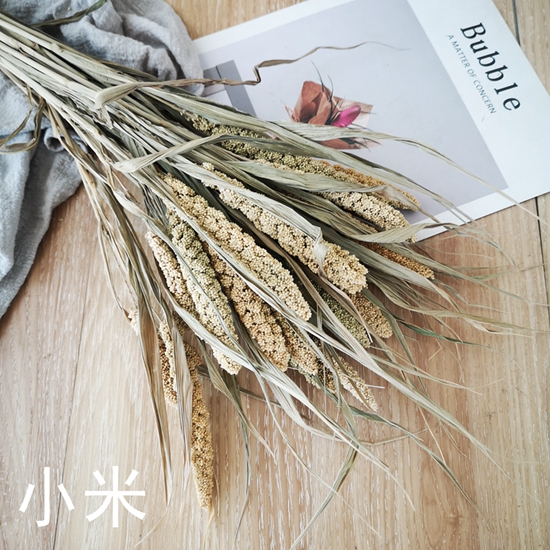 天然植物干花小米谷穗摆设道具