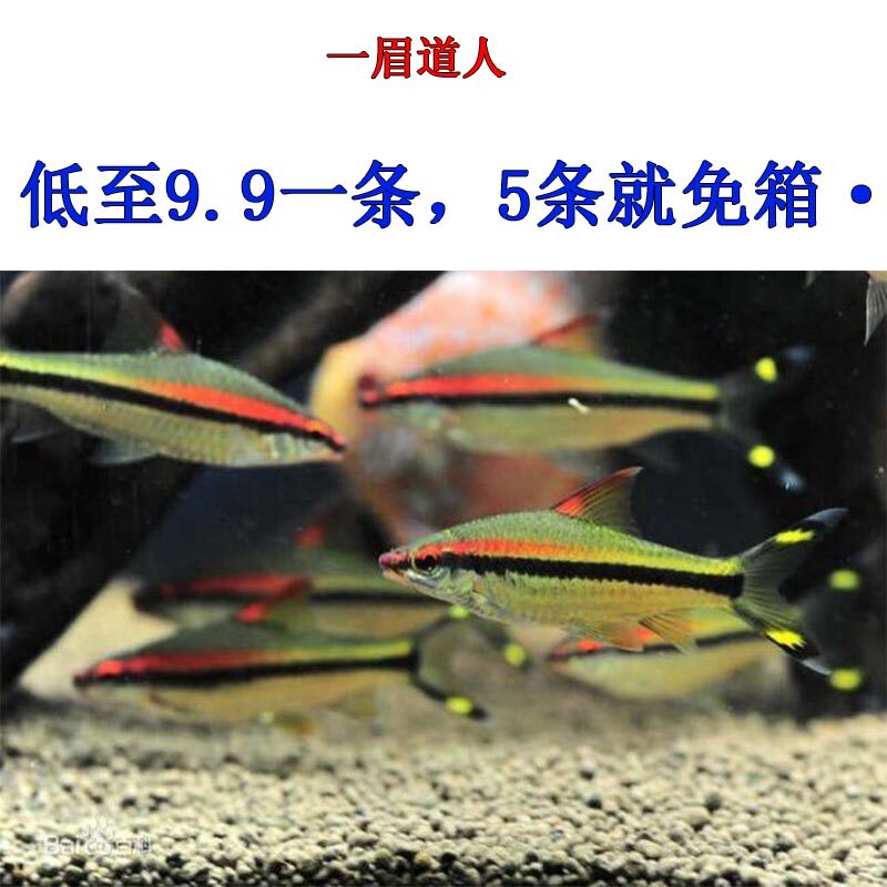 一字眉一眉道人热带活体观赏鱼草缸之王淡水鱼满额包邮满额免包装