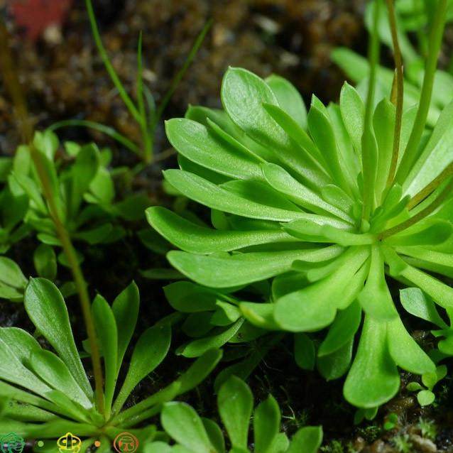丹波花柱草【 食虫植物吃虫子会打虫子的植物玻璃缸造景】,鲜花速递/花卉仿真/绿植园艺,绿植,淘宝优惠券,粉丝福利购,淘宝优惠卷