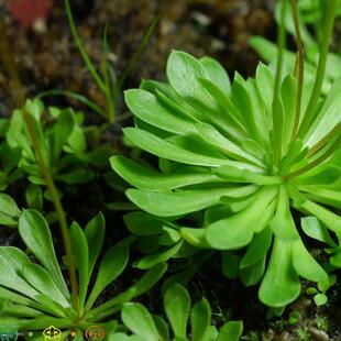 丹波花柱草【 食虫植物吃虫子会打虫子的植物玻璃缸造景】
