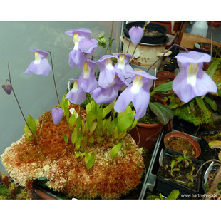 【高山x洪堡狸藻】开大紫花食虫植物造景萌物