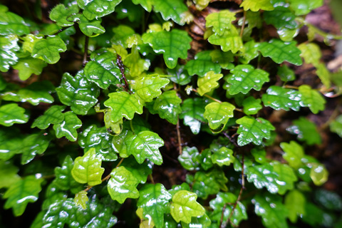 【掌叶薜荔 】雨林缸造景小型爬藤植物包邮【种好发货】