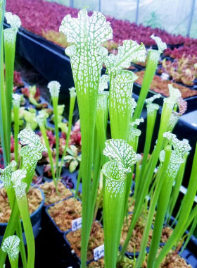 食虫植物种苗纯白促销价瓶子草