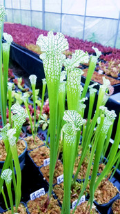 食虫植物-白瓶子草【进口种苗 纯白瓶子草 食虫草 促销价】