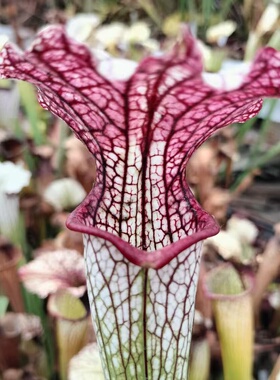 特里尼塔瓶子草Sarracenia x areolata “Trinità”