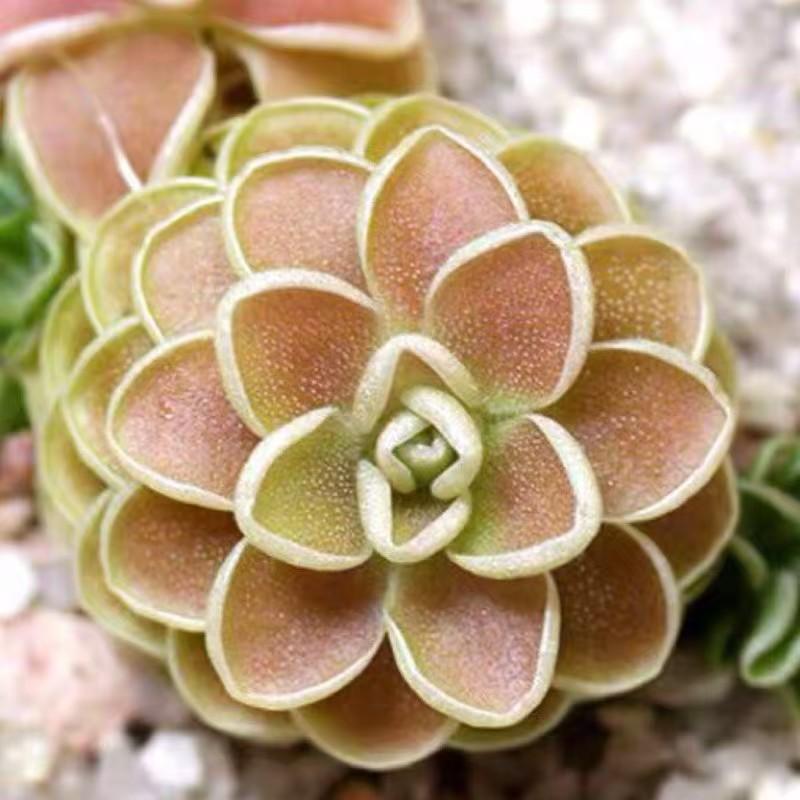 圣爱兰捕虫堇-小型食虫植物盆栽捕蝇草粘液吃虫子多肉造景美观图片