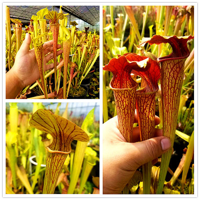 黑管翼状x铜帽黄瓶【实生苗华丽多种个体】