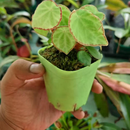 褐边盾叶秋海棠【观叶植物室内装饰造景雨林缸闷养绿植】