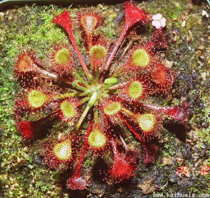 食虫植物-贝莉茅膏菜【食虫草  毛毡苔 奇异绿植盆栽 新手推荐】