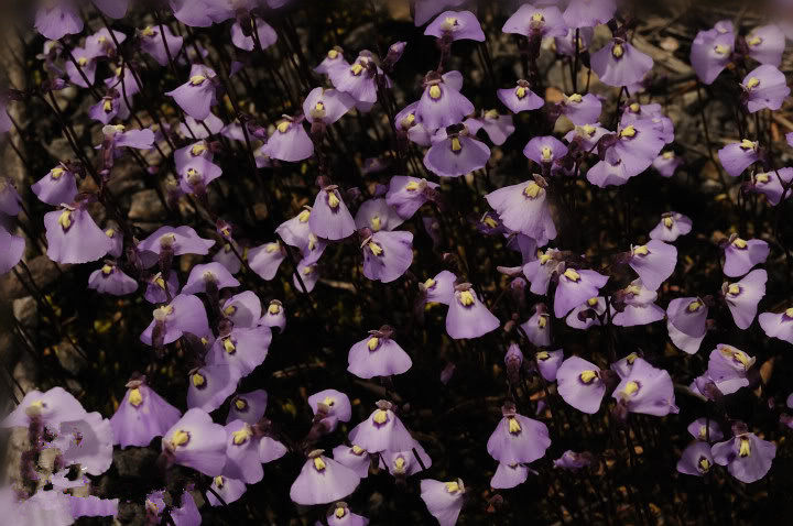 食虫植物-双岔狸藻 趣味造景小萌物