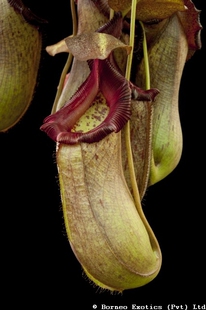 食虫植物-葫芦交黑宝特猪笼草（Ventricosa x robcantleyi）