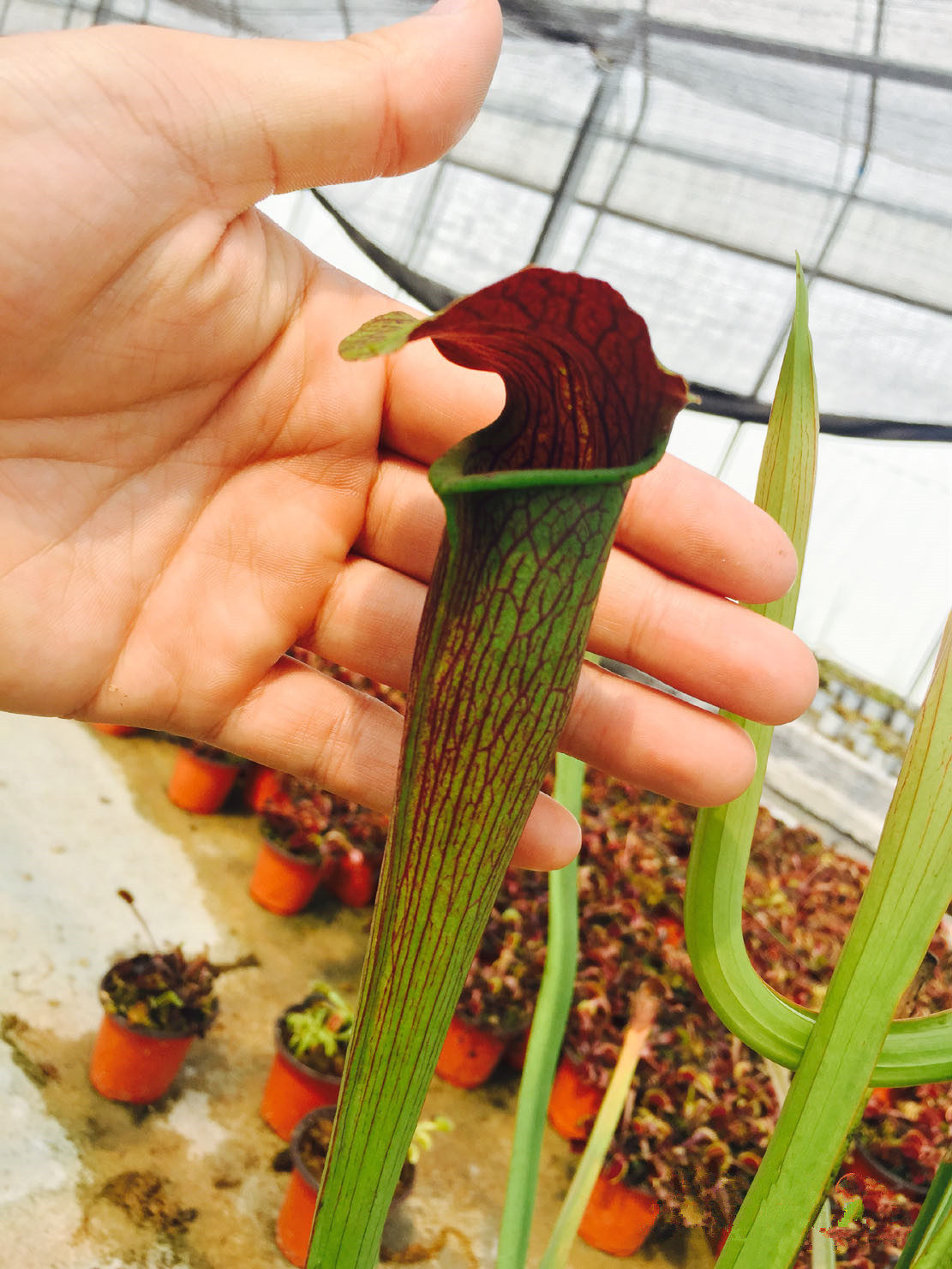 食虫植物-黑管翼状瓶子草【s. alata black tube】