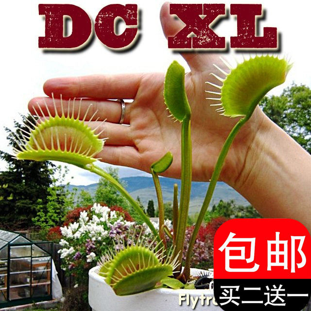 超大捕蝇草巨型大嘴扑蝇草驱蚊草包邮食人花食虫草绿植驱蚊草盆栽