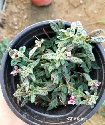 多肉植物 旭鹤 绿植花卉室内阳台美观防辐射妮妮多肉花房