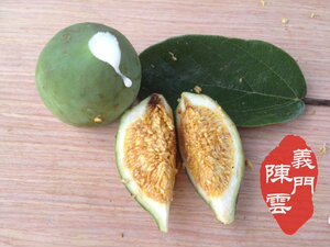 2026新鲜凉粉野生薜荔爱玉果木