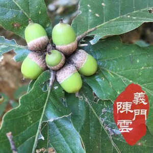 野生择子粉500g橡子凉粉泽子豆腐