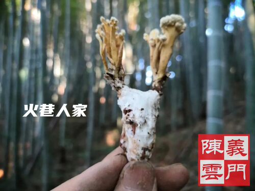 100只装金蝉花野生干知竹林