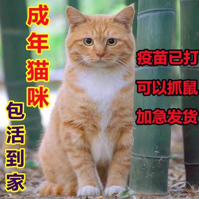 猫咪活物成年猫土猫田园猫青年猫捕鼠猫大橘猫家养猫奶牛猫狸花猫