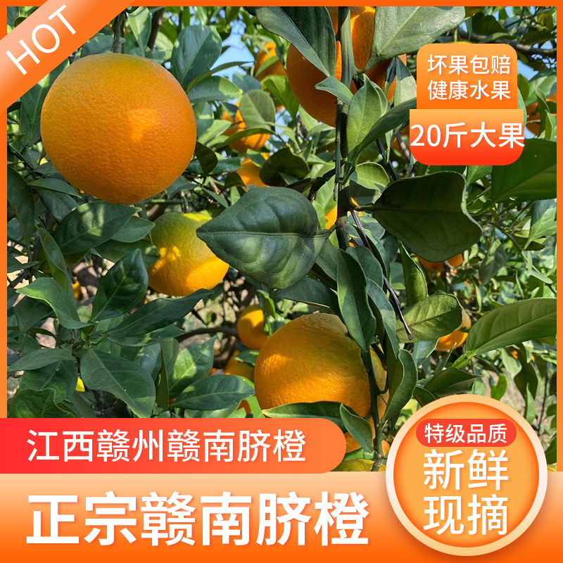 正宗纽荷尔脐橙赣南品种新鲜橙子20斤当季水果冰糖果冻甜橙整箱发