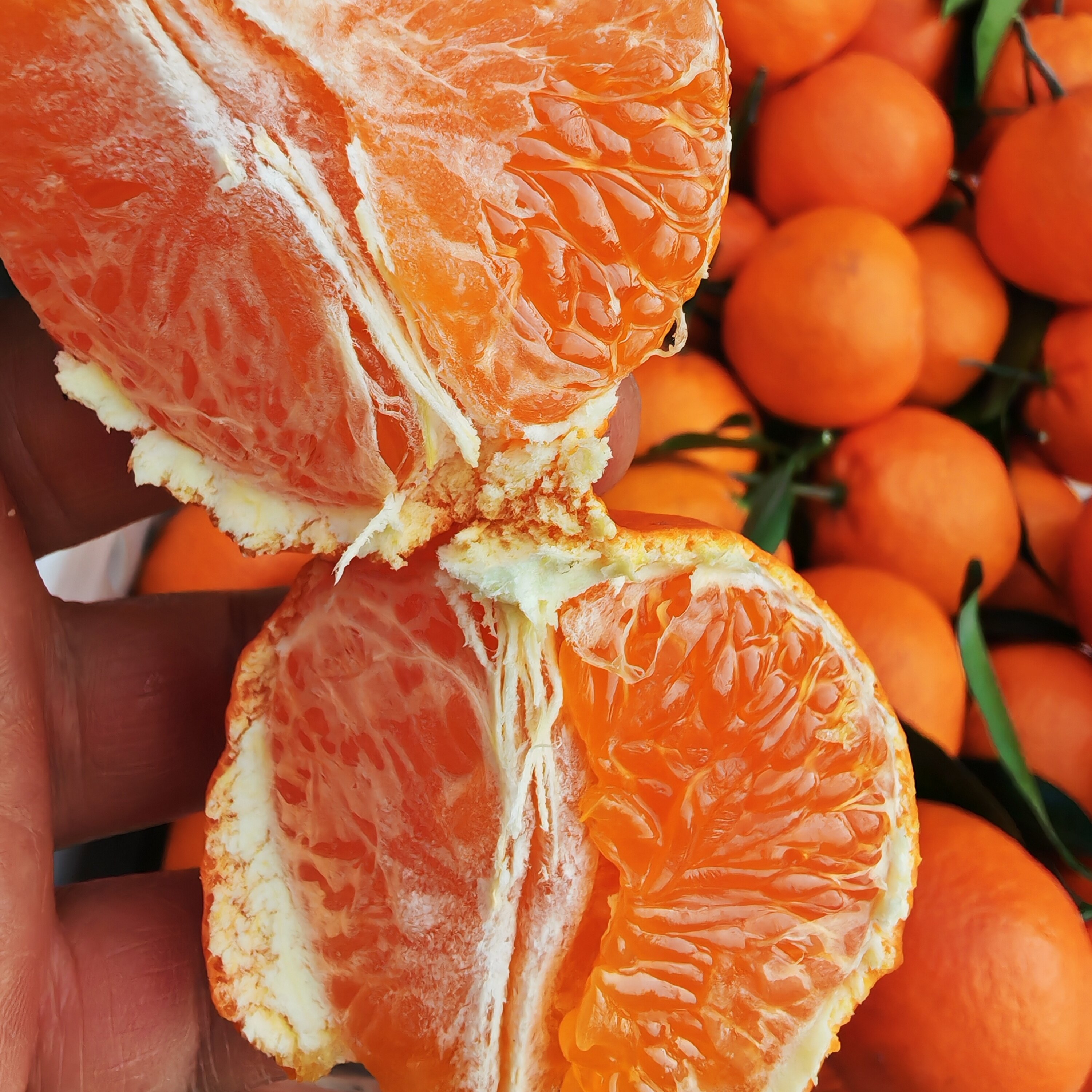 四川眉山明日见新鲜孕妇水果柑橘当季现摘现发