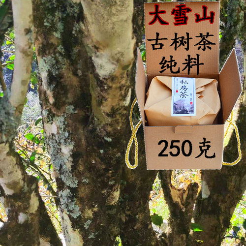临沧茶大雪山古树普洱茶乔木临沧