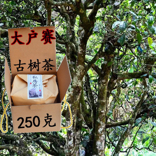 大户赛古树茶云南生普散正宗乔木