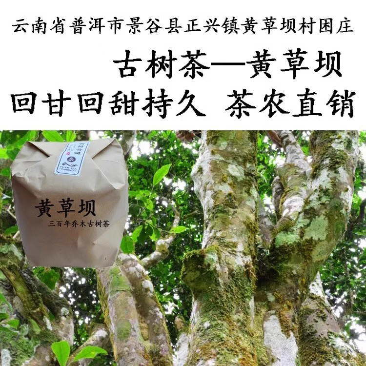 云南景谷普洱茶黄草坝乔木古树茶大古树老树茶散茶生茶明前头春茶