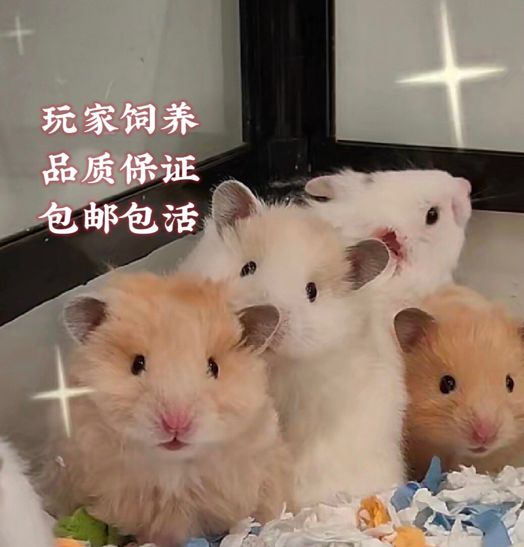 【首单直降】卷毛金丝熊活体宠物长卷毛波利蜜色温顺亲人易上手