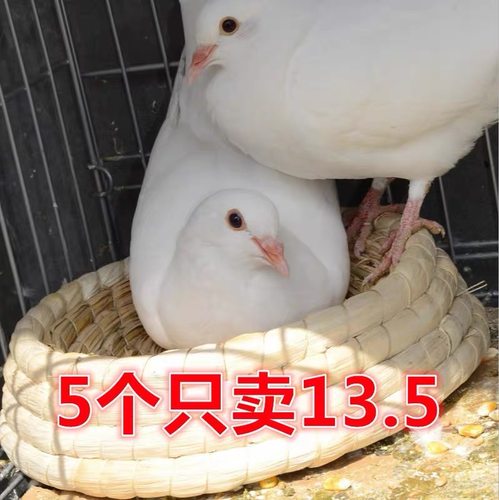 草编鸽子窝踩不翻鸟窝草窝