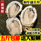 包邮 海蛎子野生碳烧烧烤水产8斤 鲜活生蚝新鲜海蛎带壳牡蛎 海鲜