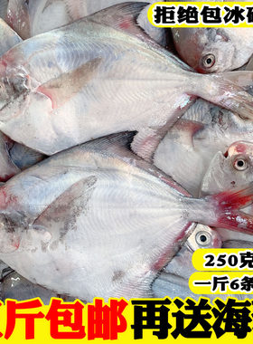 海鲜新鲜鲳鱼鲜活白鲳鱼野生银鲳鱼平鱼小鲳鱼鲳鳊鱼海鲜水产海鱼