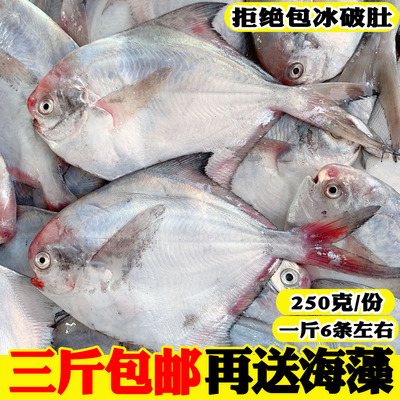 海鲜新鲜鲳鱼鲜活白鲳鱼野生银鲳鱼平鱼小鲳鱼鲳鳊鱼海鲜水产海鱼